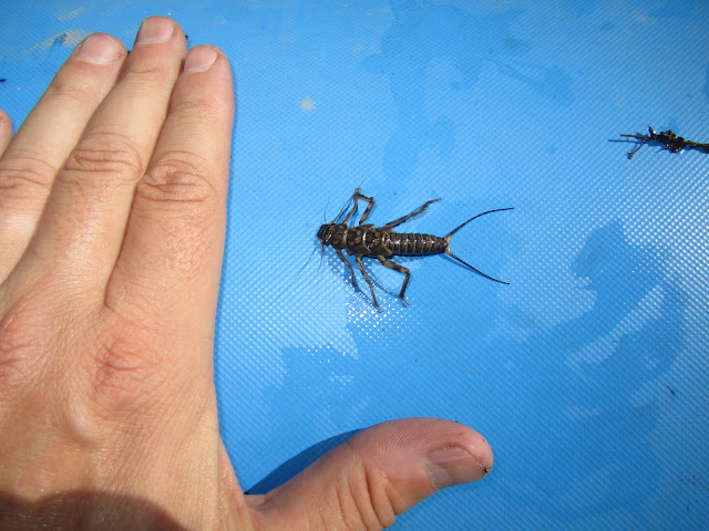 Stonefly+and+hand+for+size+reference.JPG