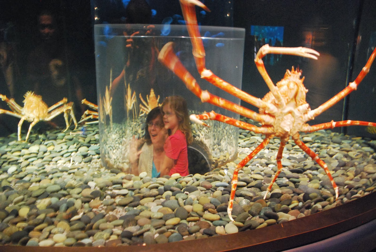 This Japanese Spider Crab r/Damnthatsinteresting