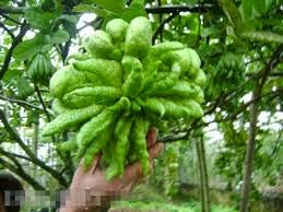 [Image: Mua%2Bph%E1%BA%ADt%2Bth%E1%BB%A7%2B%C4%9...C3%B2n.jpg]