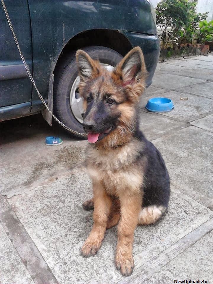 Are German Shepherds Friendly Dogs? NewUploads4u