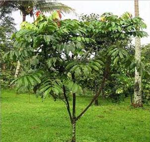 Matoa (Pometia pinnata) - flora yang ada di papua Matoa (Pometia pinnata) - flora yang ada di papua