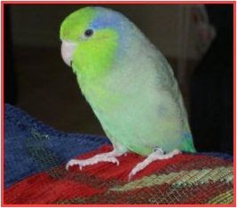 parrots name in aladin