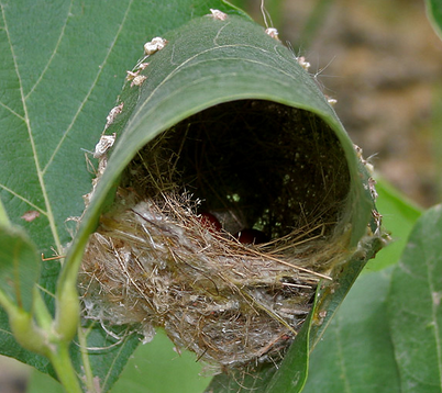 Sarang Prenjak Kebun Sederhana Tapi Unik Dunia Burung