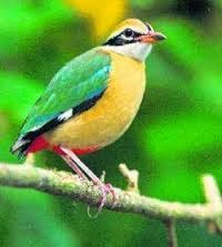 Rare bird spotted after 60 Years