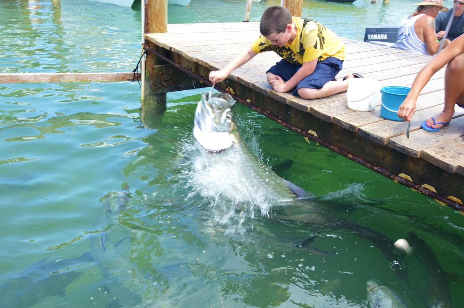 The Pine Island Angler Feeding The Tarpon At Robbie's Marina, Islamorada