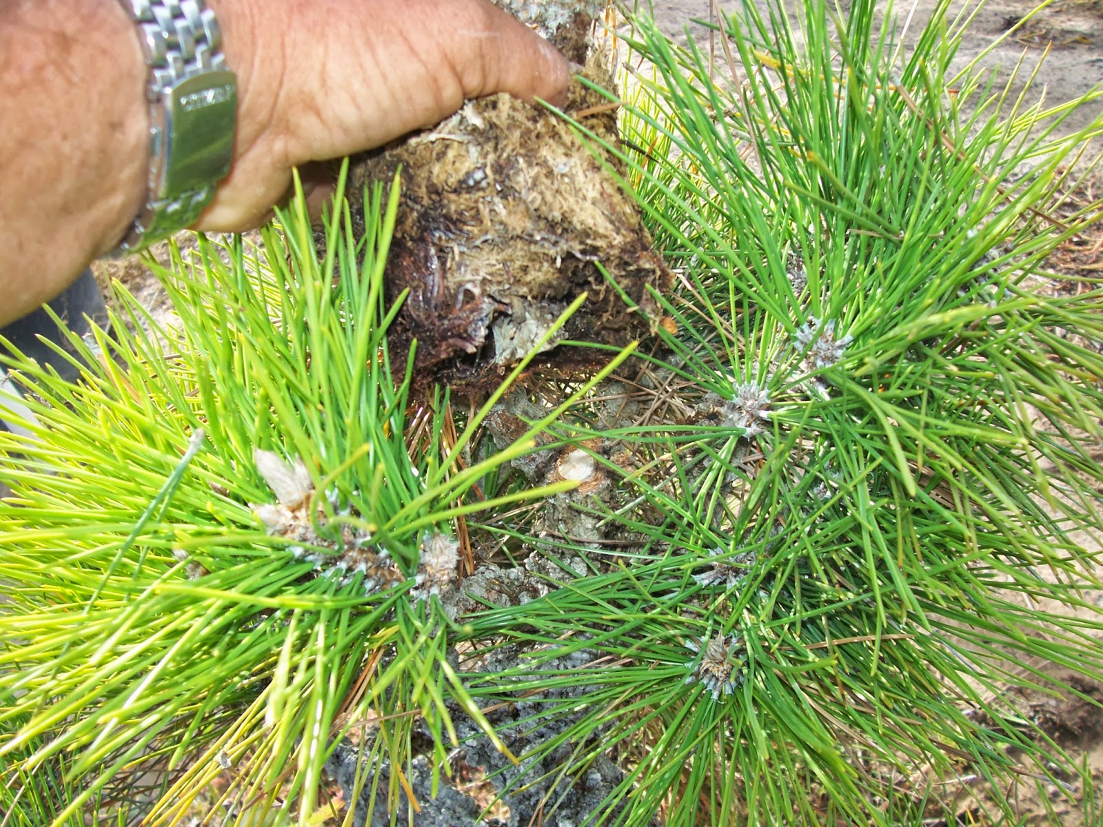 What's happening at Muranaka Bonsai Nursery Successful removal of cork