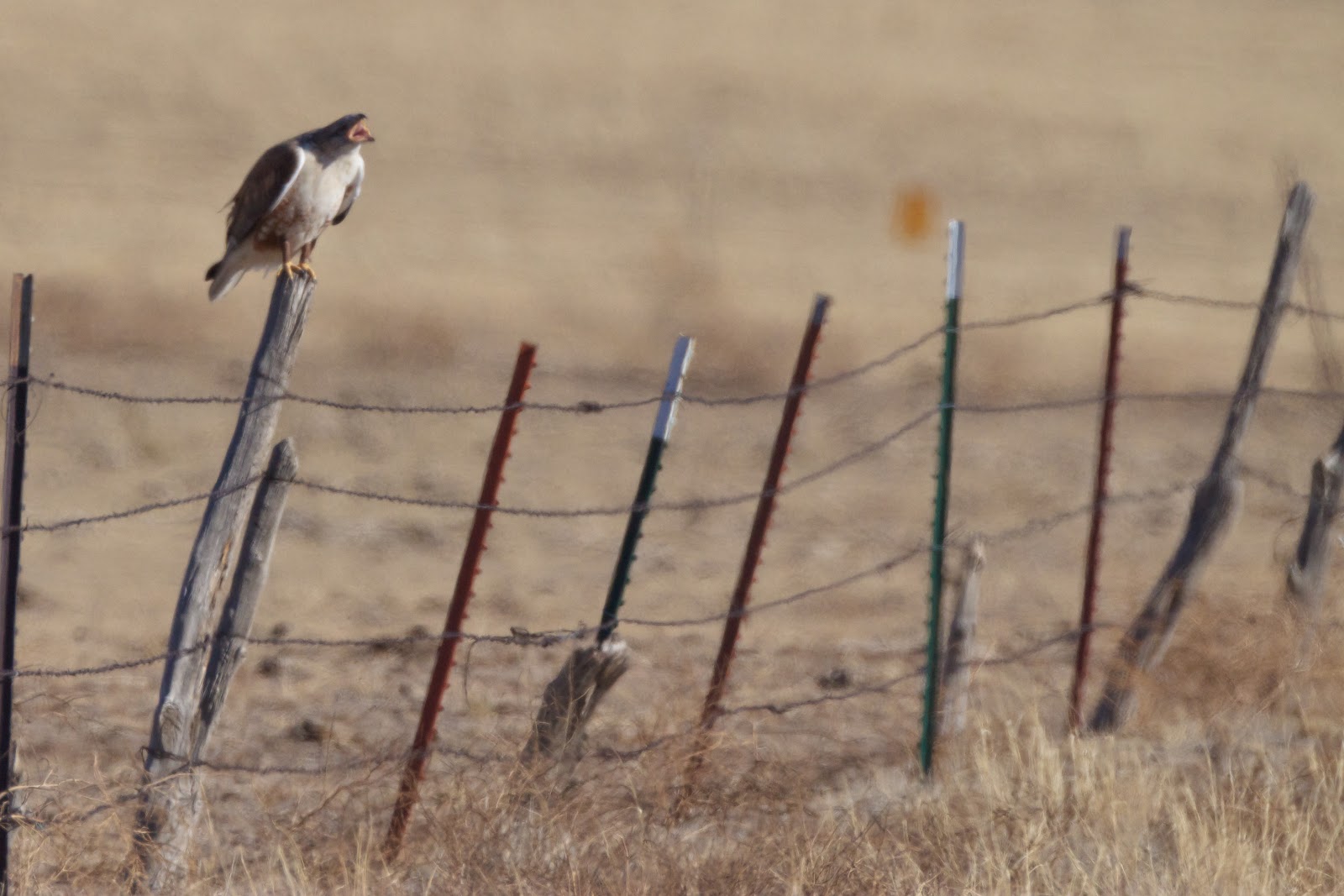 Feather Tailed Stories Ferruginous Hawk