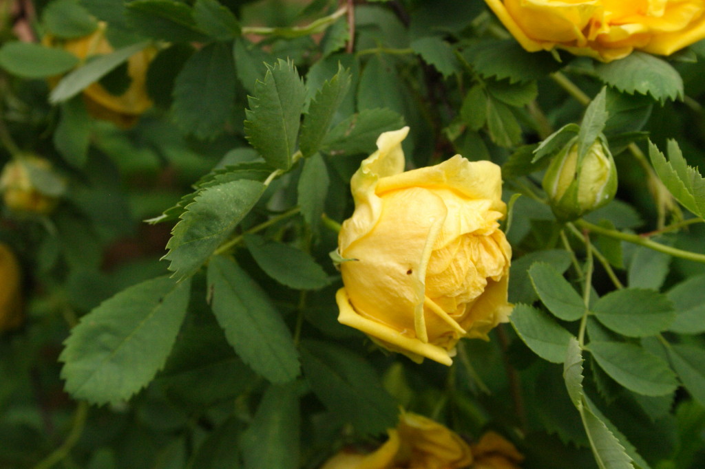 My Virtual Maryland Garden Rosa hemisphaerica the sulfur rose