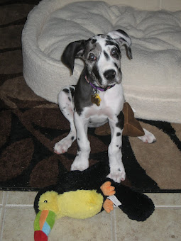 Valentina and her favorite toy Bird