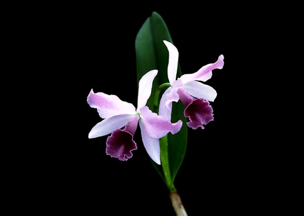 Gorgeous orchids Green wallpapers14 Plant Green Gorgeous orchids Green wallpapers14 Plant Green