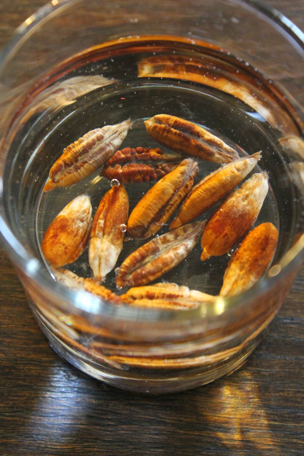 Edible Tropicals How to Grow Date Palms from Seed