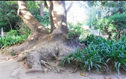 Jardim - Passeio Público Camacho Pimenta