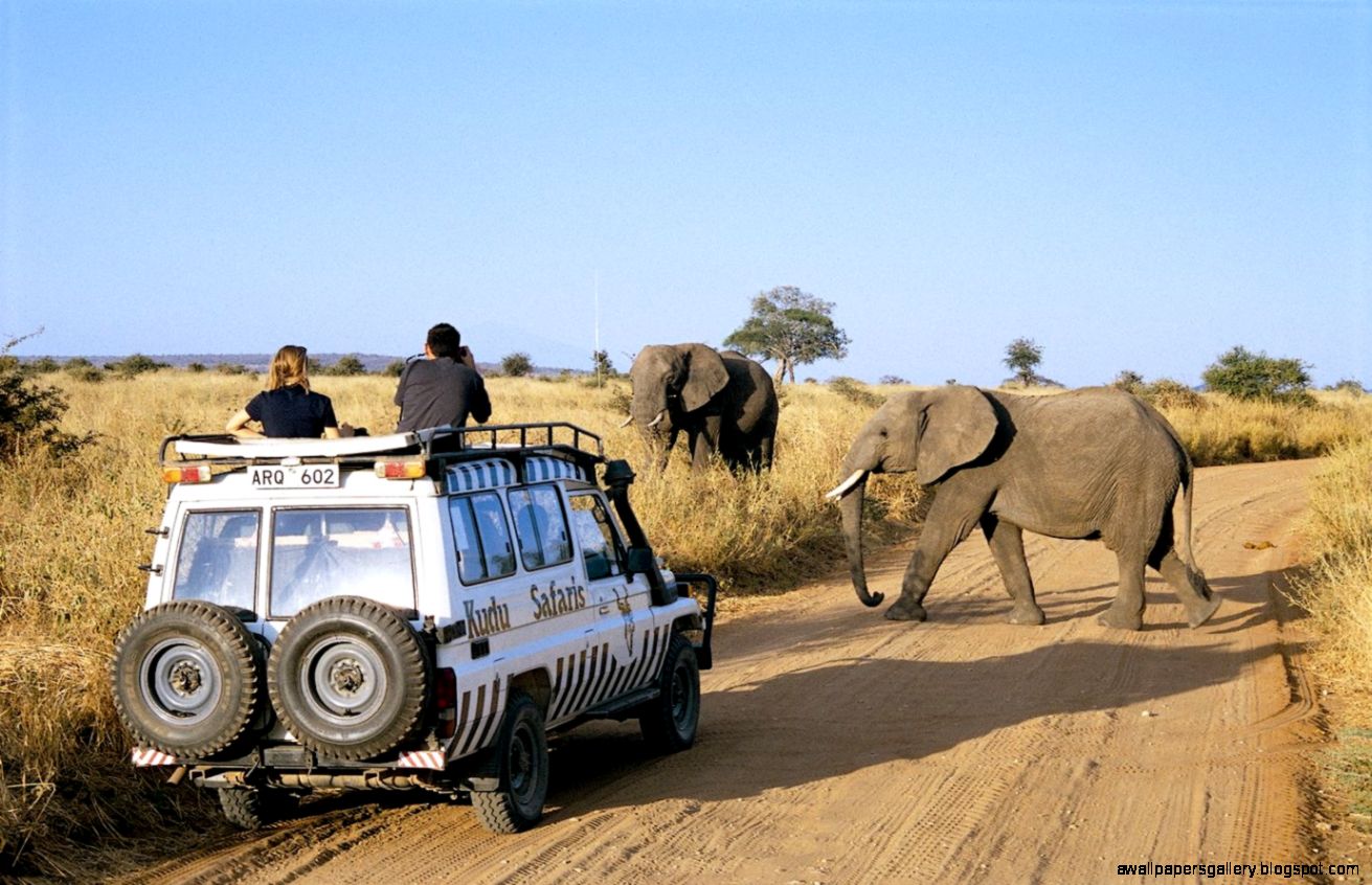 Tanzania Wildlife Amazing Wallpapers Tanzania Wildlife Amazing Wallpapers