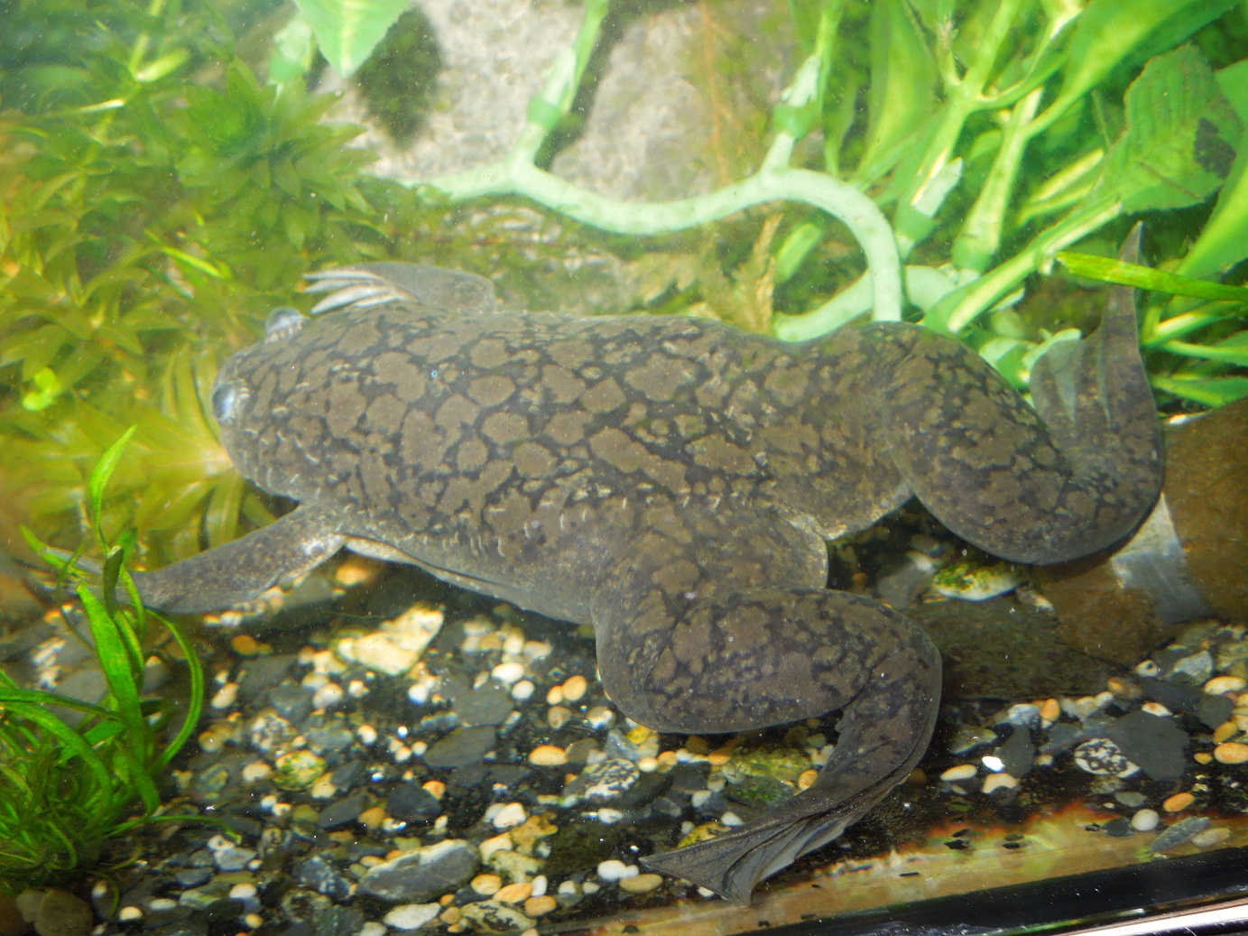 Reptiles Amphibians & Fish Marbled Xenopus