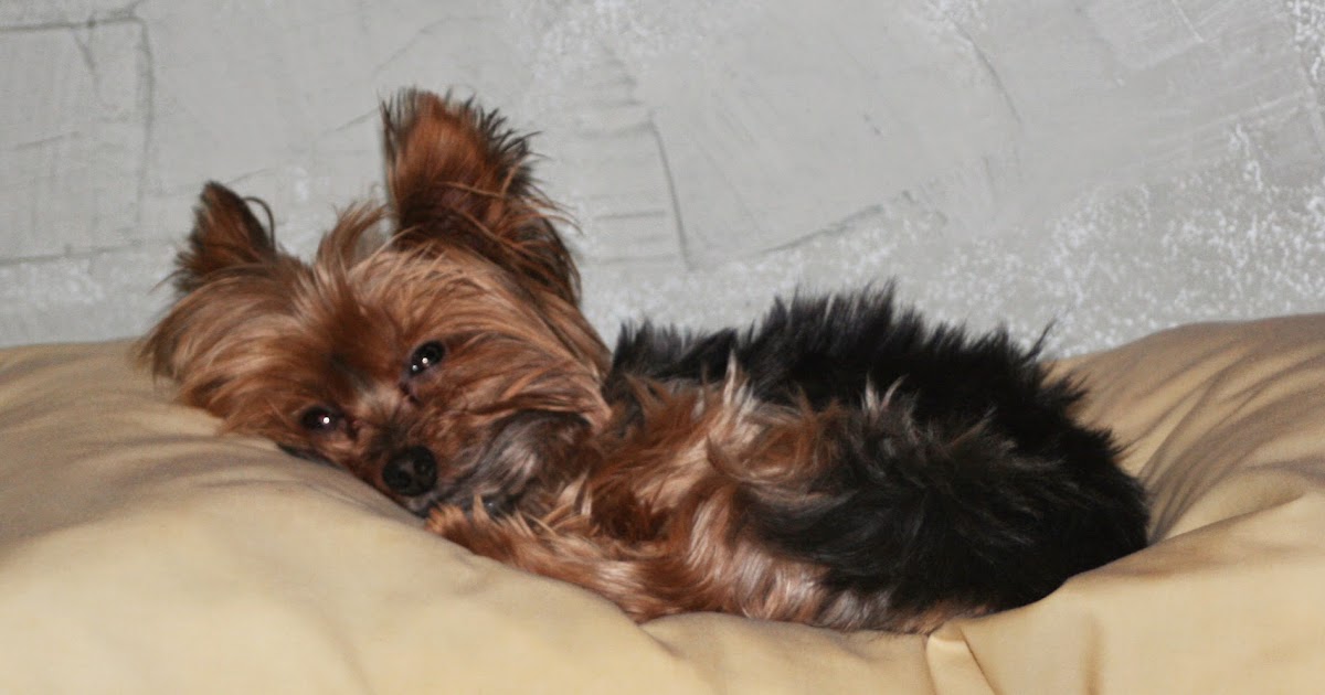 Miniature Yorkshire Terrier Yorkies and Warm Laundry