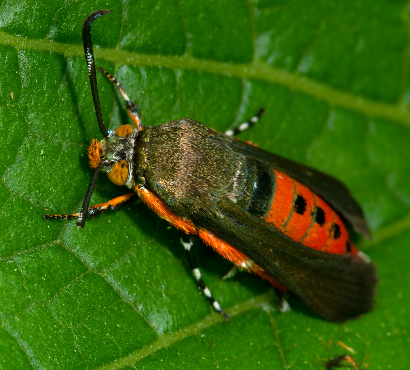 Zen Through a Lens If You Light It They Will Come