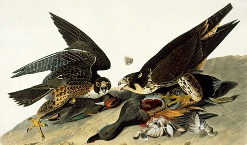 John James Audubon - Revista de True West