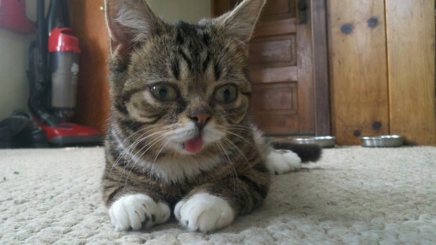 Lil Bub is a Nature's Happy Accident cat, cute lil bub, lil bub pictures