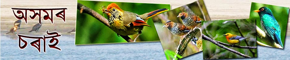 Birds in Assam 