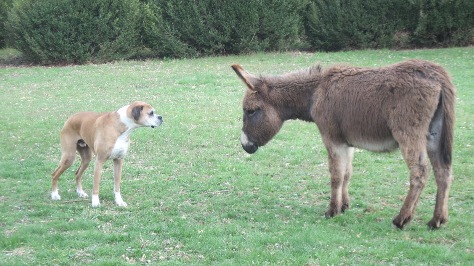 Holes In My Jeans Donkeys and Dogs