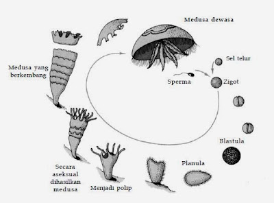 Siklus hidup dari ubur-ubur (Aurelia sp.)