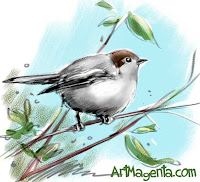 Blackcap from Bird of the Day by ArtMagenta.com