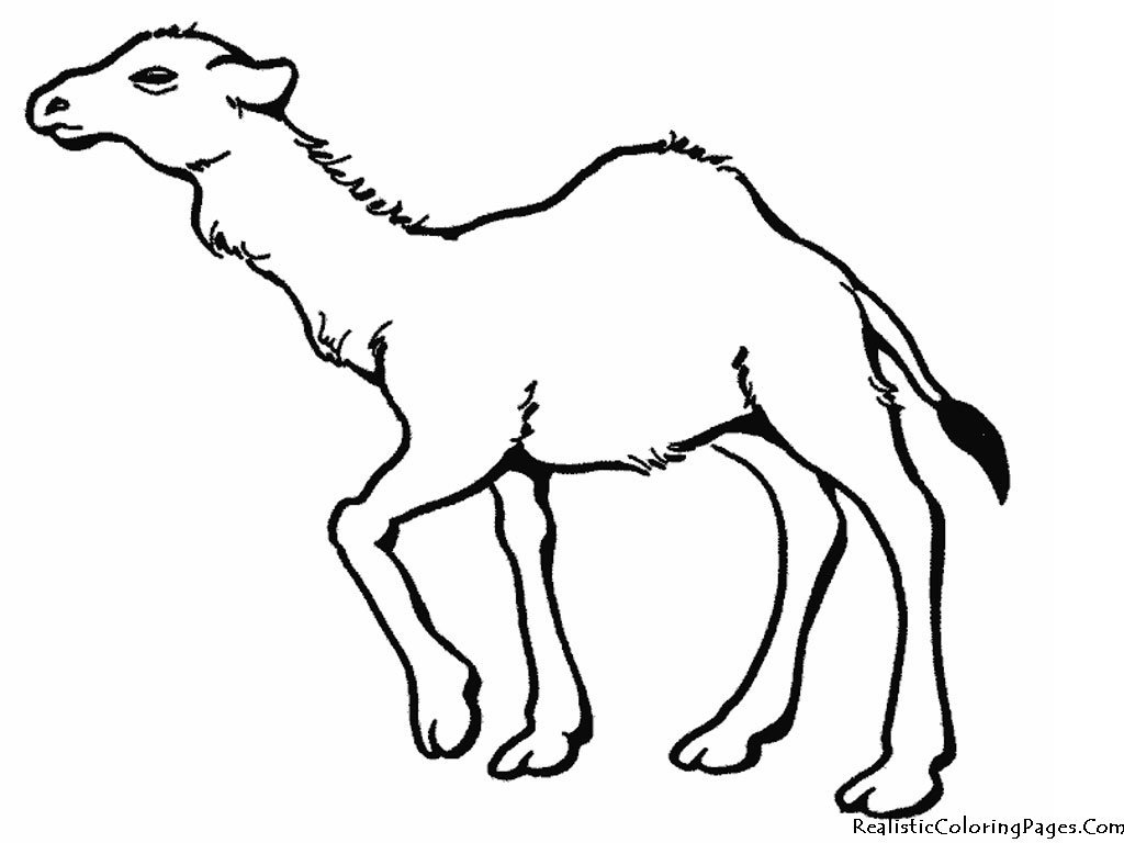 Camel Coloring Pages | Realistic Coloring Pages