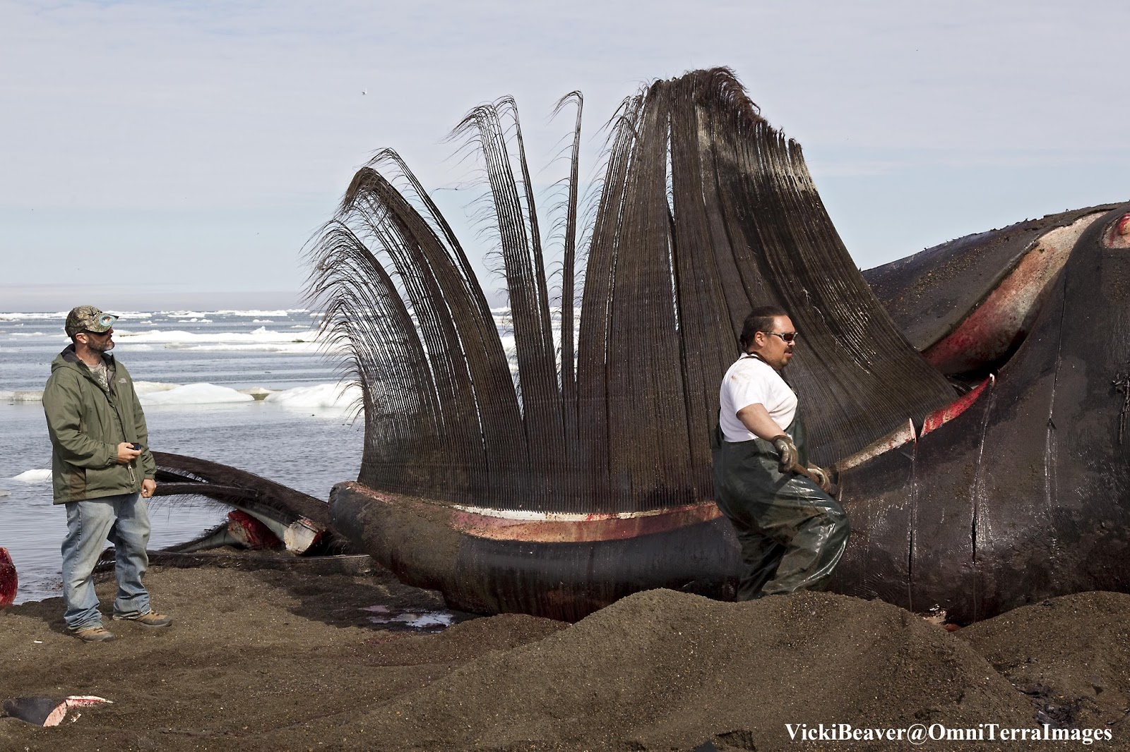 OmniTerra Going to a Whale Harvest in Barrow