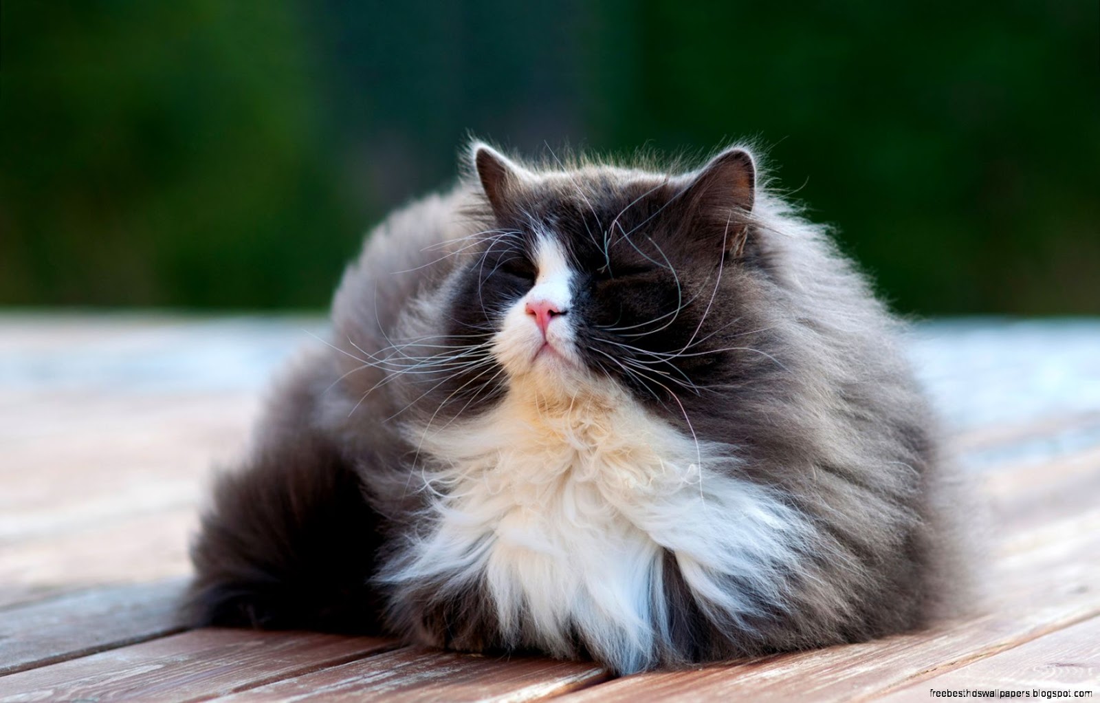 Big Fluffy Cat Big Fluffy Cat