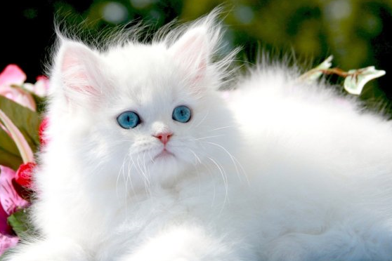 blue+eyed+white+persian+kitten.PNG