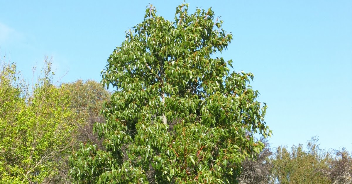 Trees of Santa Cruz County Brachychiton populneus Bottle Tree