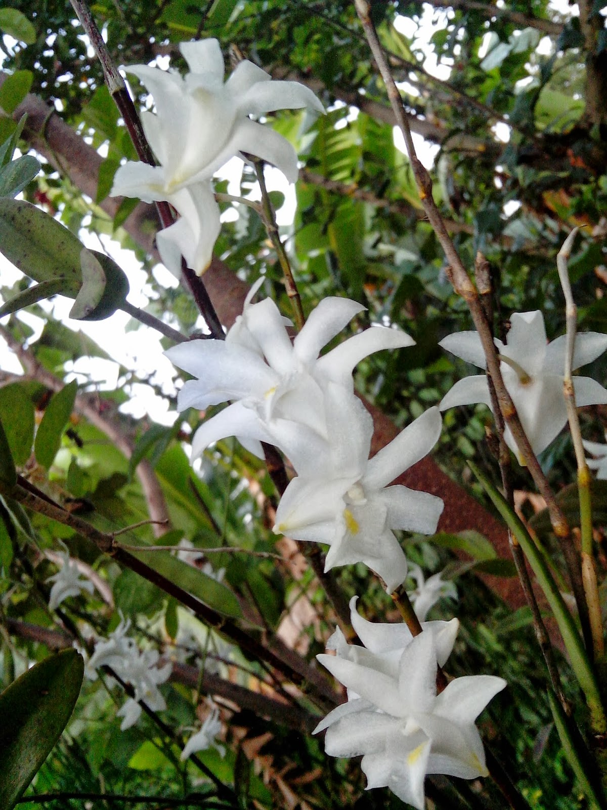 Endah Murniyati's Journey FLOWER OF THE WEEK WHITE DOVE ORCHID