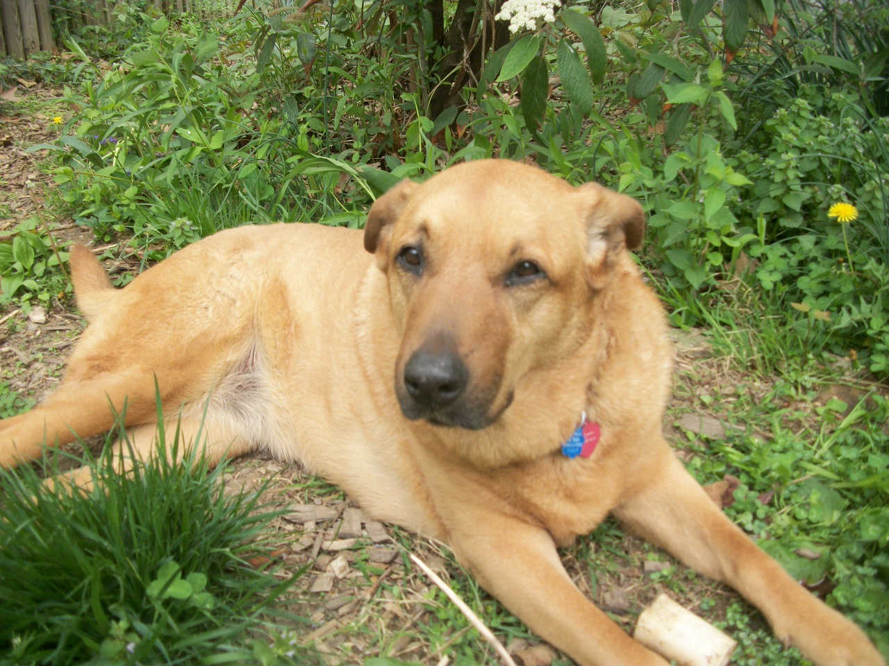 Peaceful dog Relaxing foster experience