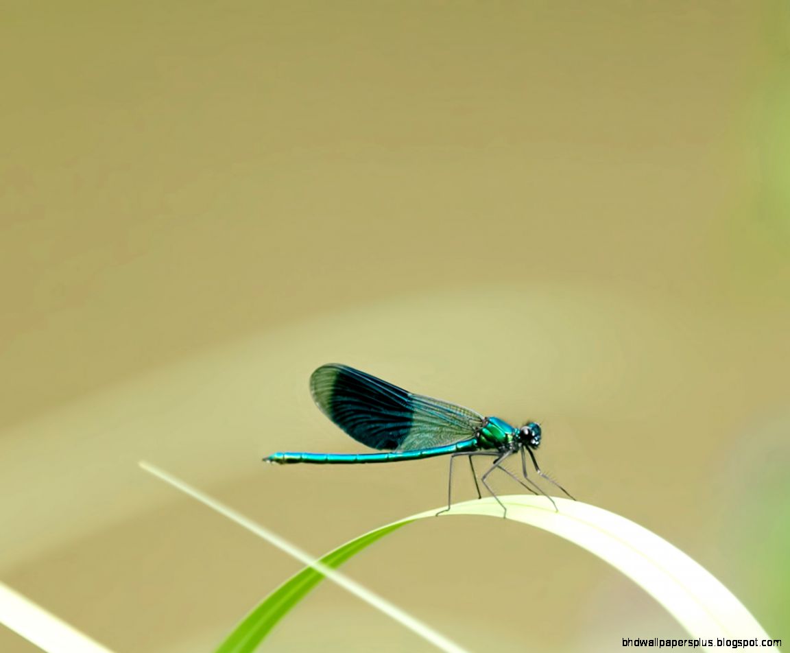 Little Blue Dragonfly Little Blue Dragonfly