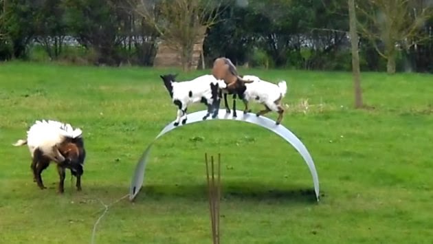 Cabras jugando como Niños Cabras jugando como Niños