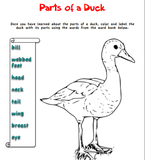 Kindergarten Holding Hands and Sticking Together Learning about Ducks