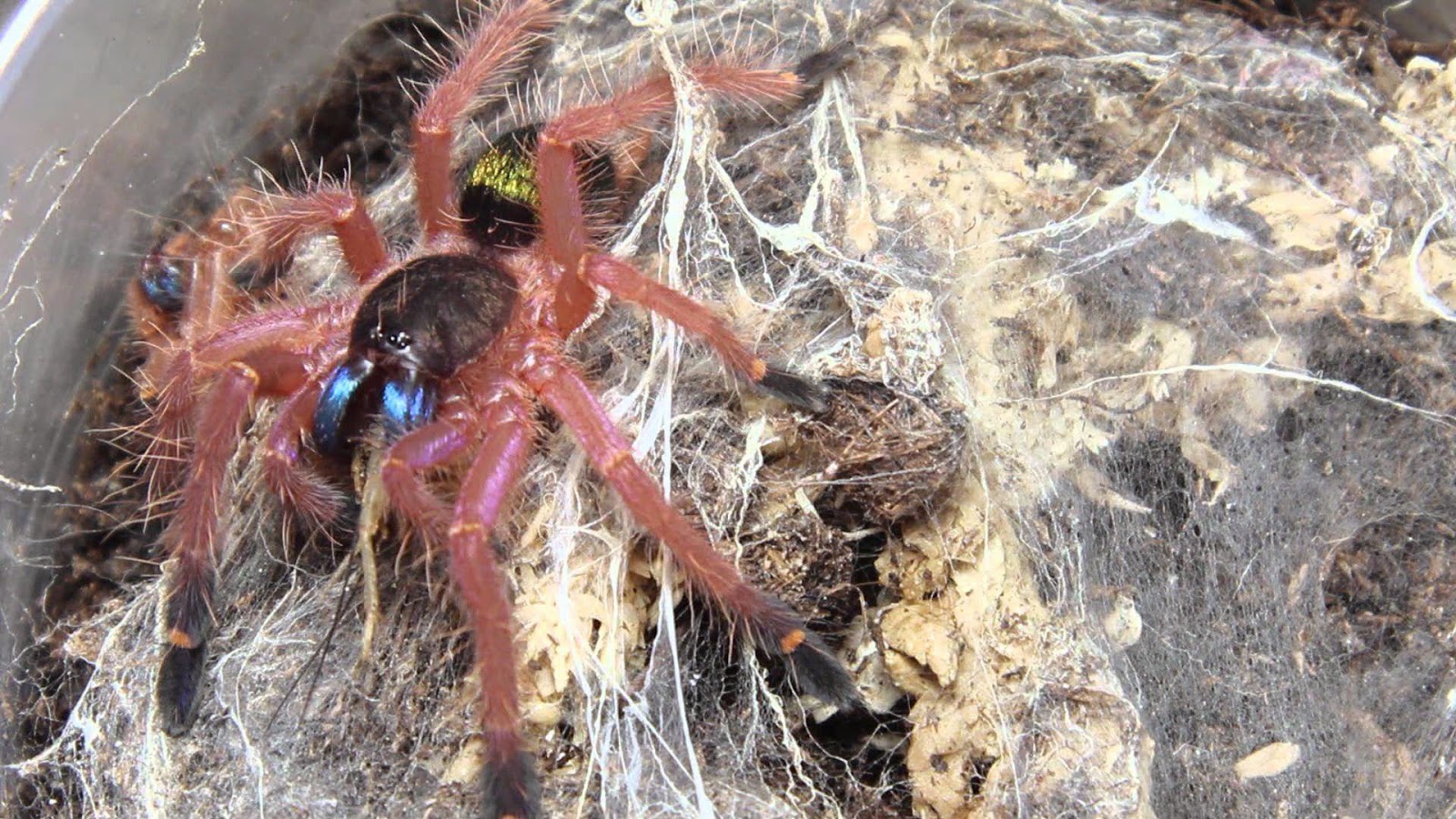 VogelspinnenReptilien und WirbelloseTiere Ephebopus cyanognathus