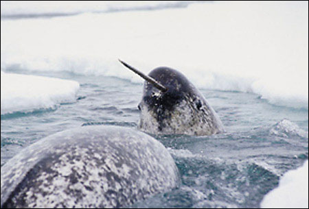 Animal Narwhal