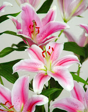 Lilium