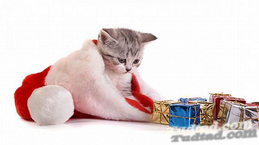 Cuki Karácsonyi Állatok ~ Tudtad?com Érdekességek