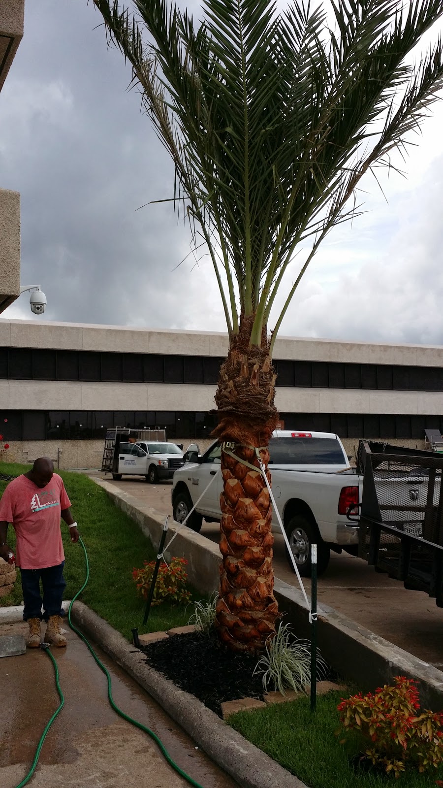 Cold Hardy Palm Trees in Houston Medjool Date Palms Houston TX