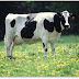 Vaca modificada genéticamente produce leche antialérgica.