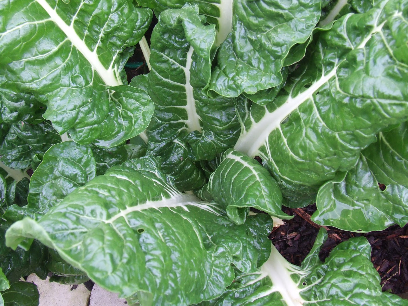 Companion Planting with Silverbeet
