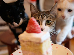 cat-eating-cake-9.jpg