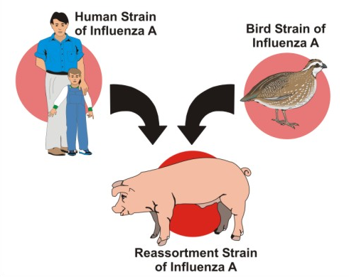 Reason and Symptoms for Swine Influenza Flu
