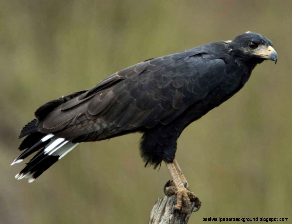 Common Black Hawk Audubon Field Guide Common Black Hawk Audubon Field Guide