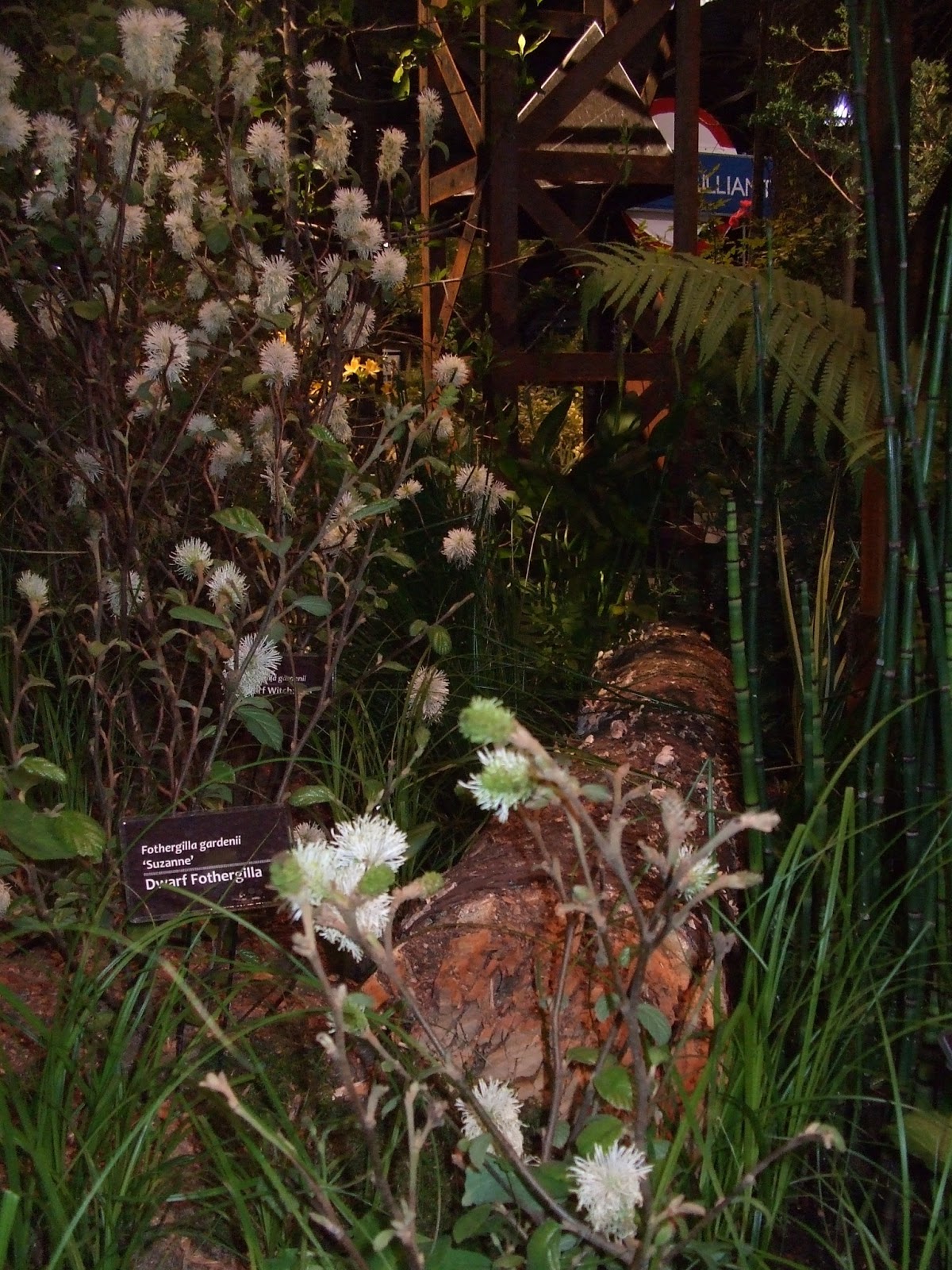 Reed S Garden Ramblings Fothergilla A Great And Often