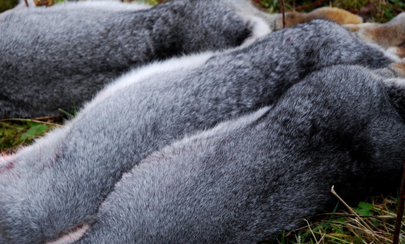 Applegarth Farm Rabbit Harvest