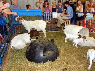 Baby goats at the Minnesota State Fair in Minneapolis