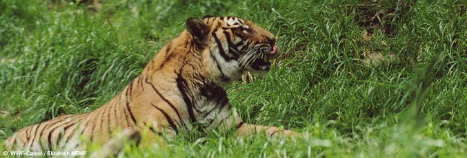 top of the food chain and food chain tiger. top of the food chain and